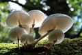 IMG_8701_Porcelain_Mushroom