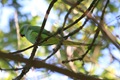 IMG_7700_Ring-necked_Parakeet