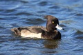 IMG_7723_Tufted_Duck