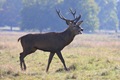 IMG_7769_Red_Deer