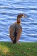 IMG_8973_Egyptian_Goose