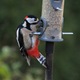 IMG_7973_Great_Spotted_Woodpecker