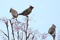 IMG_8007_Waxwings