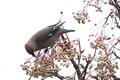 IMG_8011_Waxwings