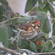 IMG_8036_Redwing