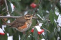 IMG_8040_Redwing