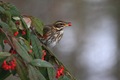 IMG_8061_Redwing_Eating