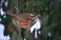 IMG_8085_Redwing_Raid