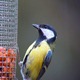 Bedraggled Great Tit