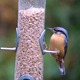 Bedraggled Nuthatch