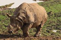 Greater One-horned Rhino
