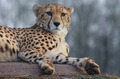 IMG_8175_Cheetahs