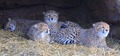 Cheetah cubs