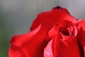 IMG_8209_Rose