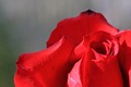 IMG_8210_Rose