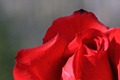 IMG_8211_Rose