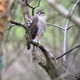 DSCN0115_Sparrowhawk