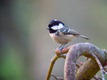 DSCN0120_Coal_Tit