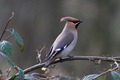 IMG_8269_Waxwing