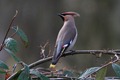 IMG_8270_Waxwing