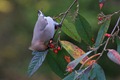 IMG_8293_Waxwing