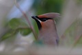 IMG_8299_Waxwing