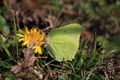 IMG_8507_Brimstone