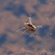 IMG_8528_Pond_Skaters