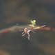 IMG_8628_Water_spider