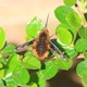 IMG_8694_Bee-fly