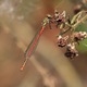 IMG_8906_Large_Red_Damselfly