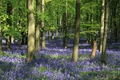 IMG_9016_Bluebell_Wood