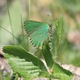 IMG_9093_Green_Hairstreak