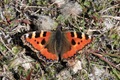 IMG_9213_Small_Tortoiseshell