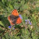 IMG_9250_Small_Copper