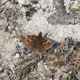 IMG_9874_Dingy_Skipper