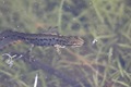 IMG_9293_Smooth_Newt_maybe