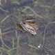 IMG_9297_Pond_Skater_at_lunch