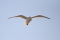 IMG_9305_Herring_Gull_in_reverse