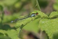 IMG_9439_Red-eyed_Damselfly