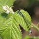 IMG_9440_Blue-tailed_Damselfly