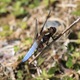 IMG_9456_Broad-bodied_Chaser