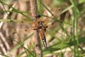 IMG_9461_Four-spotted_Chaser