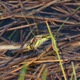 IMG_9475_Hairy_Dragonfly_ovipositing