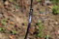 IMG_0740_White-tailed_Skimmer