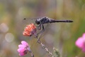 IMG_1070_Black_Darter_male