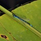 IMG_1301_Variable_Damselfly