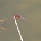 IMG_1452_Violet-marked_Darter