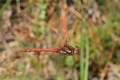 IMG_2340_Common_Darter_in_f