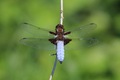 IMG_5205_Broad-bodied_Chaser